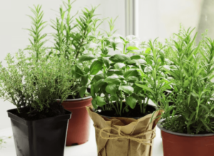Benefici delle piante aromatiche