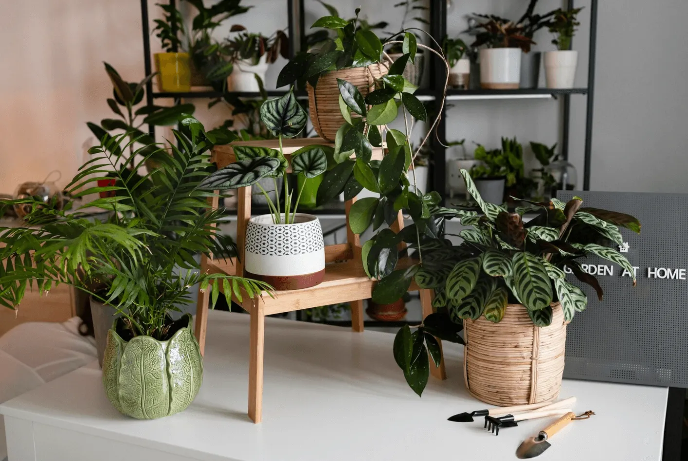 piante in vaso da interno