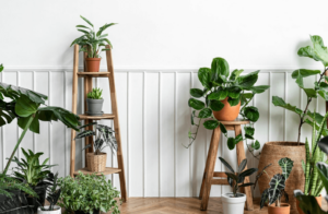 Consigli per prendersi cura delle piante in stanza da letto
